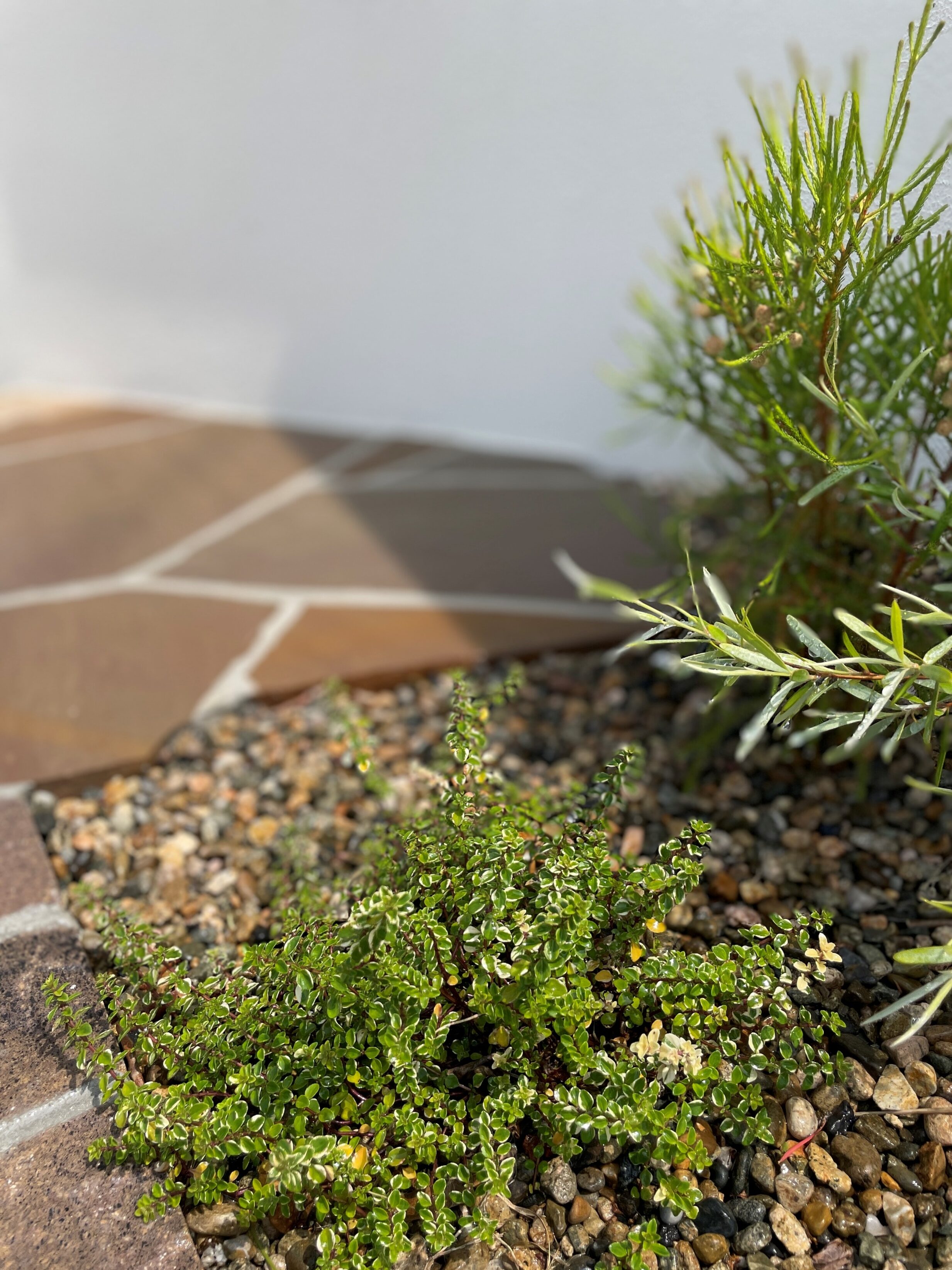 出雲市 外構リフォーム 門壁横に植えられた植栽の写真